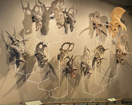 Natural History Museum of Utah by null