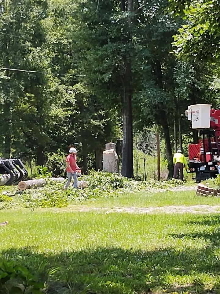 Big Dog Stump & Tree - tree service in Augusta, GA