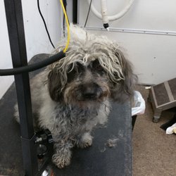 Pepe Le Pooch Grooming Salon