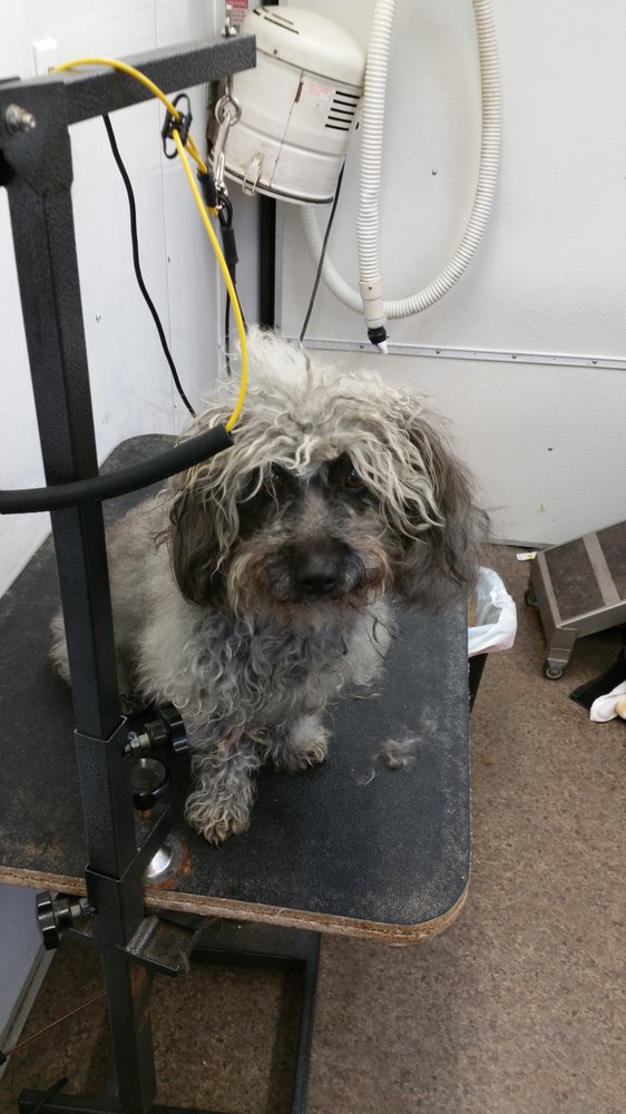 PEPE LE POOCH GROOMING SALON Updated September 2024 15 Photos 408