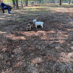 Boo Boo's Buddies Dog Park - My Wookiee and friends