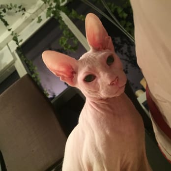 Kitty in NY - Photo taken by Oscar: my handsome boy! - Pet Boarding Near Me