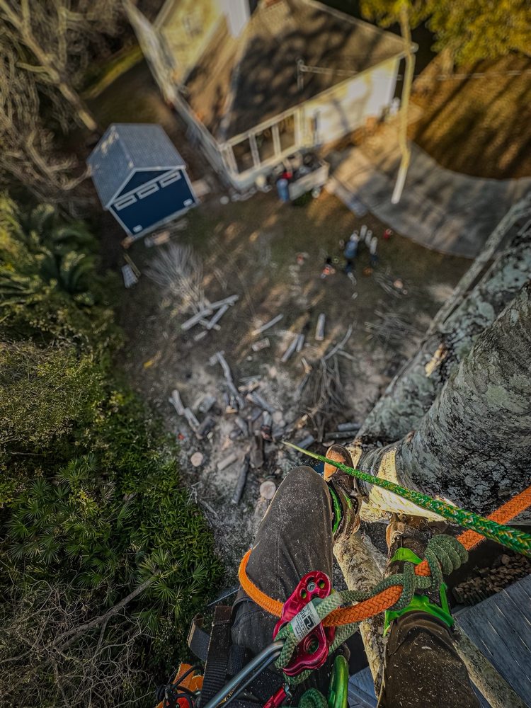 Branched Out Tree & Land Solutions - tree service in Orlando, FL