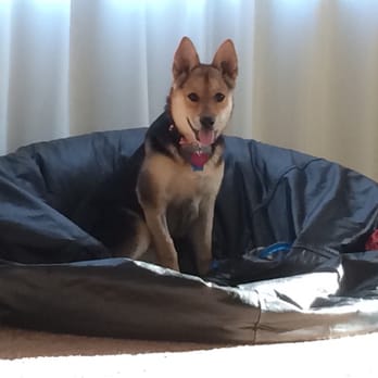 Nevada SPCA - Yuki in "her" beanbag - Animal Shelters Near Me - Las Vegas, Nevada Nevada SPCA - Yuki in "her" beanbag - Animal Shelters Near Me - Las Vegas, Nevada