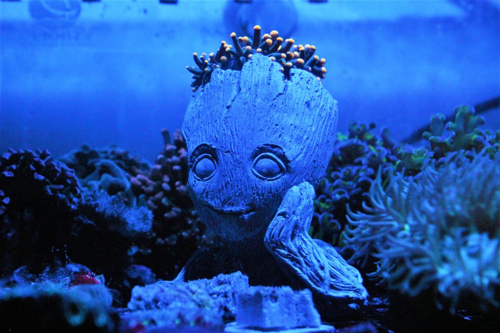 Tiger Lily's House of Fish, Watsonville Roadtrippers