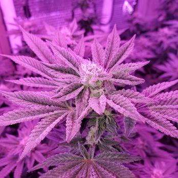 West Coast Clones - Nurseries & Gardening Near Me West Coast Clones - Nurseries & Gardening Near Me