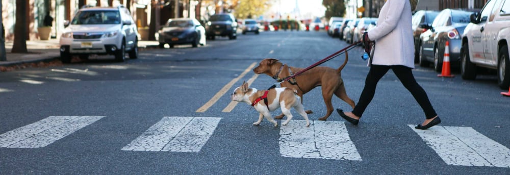 Pet Cierge - pet boarding facility in Jersey City, NJ
