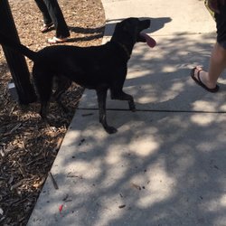More friendly dogs and friendly owners