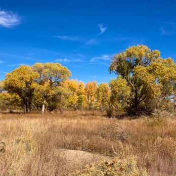 watson woods riparian preserve - Along west side trail early November - Parks Near Me - Prescott, Arizona watson woods riparian preserve - Along west side trail early November - Parks Near Me - Prescott, Arizona