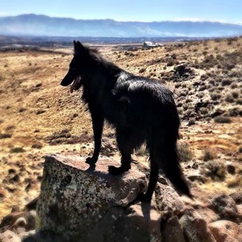 Adventure Pet - Pet Boarding Near Me - Reno, Nevada Adventure Pet - Pet Boarding Near Me - Reno, Nevada