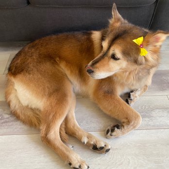 Dog Stylez - Sasha all groomed and at home - Pet Groomers Near Me - Desert Hot Springs, California Dog Stylez - Sasha all groomed and at home - Pet Groomers Near Me - Desert Hot Springs, California