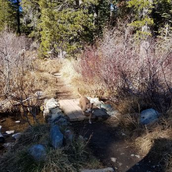 Bear Lakes & Long Lake Loop Trail - Hobey showing the way to Long Lake 11/10/19 - Hiking Near Me - Graeagle, California Bear Lakes & Long Lake Loop Trail - Hobey showing the way to Long Lake 11/10/19 - Hiking Near Me - Graeagle, California