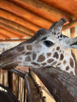 Cheyenne Mountain Zoo by null