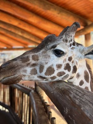 Photo of Cheyenne Mountain Zoo - Colorado Springs, CO, US. Giraffe friend waiting for lettuce