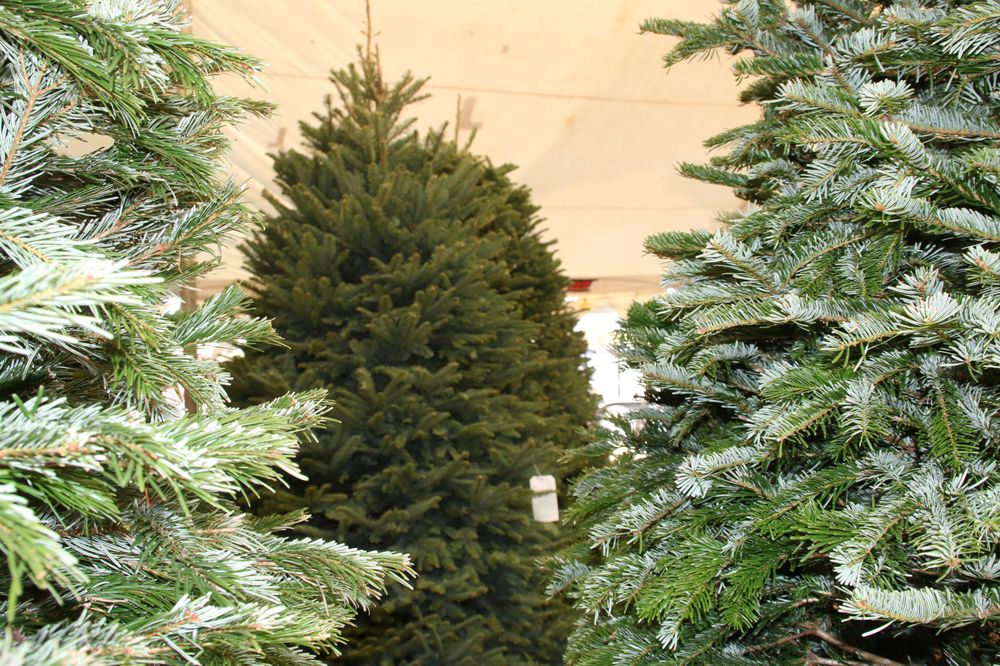 CHRISTMAS TRADITIONS 13 Photos 1301 S Central Expy, McKinney, Texas Christmas Trees