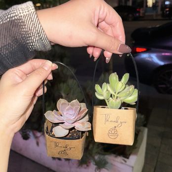 Shabu Time - Cute succulents! - Japanese Near Me - San Jose, California Shabu Time - Cute succulents! - Japanese Near Me - San Jose, California