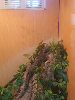 Reptile & Pets! - Come Check Us Out!