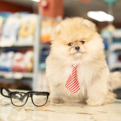 Petland Woodlands - Pomeranian
