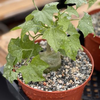 11:1 Succulent Nursery - Gerrardanthus macrorhizus - Nurseries & Gardening Near Me - Whittier, California 11:1 Succulent Nursery - Gerrardanthus macrorhizus - Nurseries & Gardening Near Me - Whittier, California