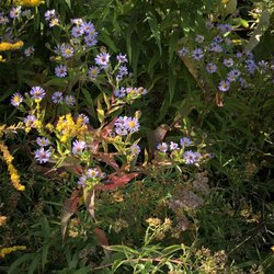 Hawk Hill Orchard - Beautiful wild flowers