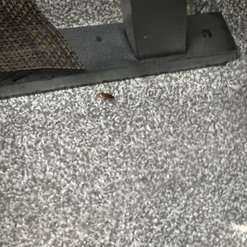 Camping World - Lake City - A roach from mold, filth and neglect at Camping World! - RV Dealers Near Me - Lake City, Florida Camping World - Lake City - A roach from mold, filth and neglect at Camping World! - RV Dealers Near Me - Lake City, Florida