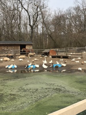 Makinajian Poultry Farm 276 Cuba Hill Rd Huntington Ny Grocery Stores Mapquest