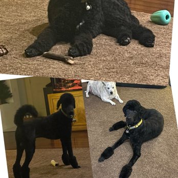 All Fur Love Grooming - Picture of before and after. - Pet Groomers Near Me - Reno, Nevada All Fur Love Grooming - Picture of before and after. - Pet Groomers Near Me - Reno, Nevada