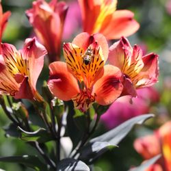 Laurels Plant Centre
