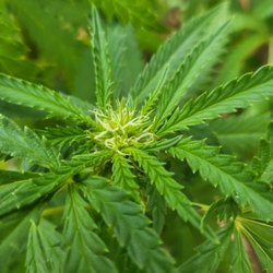 Green Lady Hydroponics