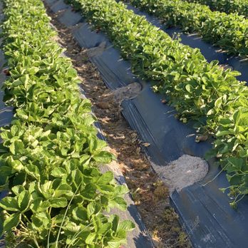 Granny Mays Strawberry Farm - Pick Your Own Farms Near Me - Granite Bay, California Granny Mays Strawberry Farm - Pick Your Own Farms Near Me - Granite Bay, California