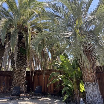 JP's Palms Trimming - Before - Tree Services Near Me - Tracy, California