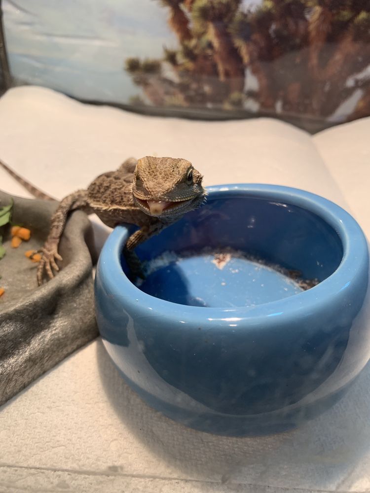 Vegas Reptile Rescue - pet boarding facility in Las Vegas, NV