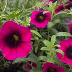 Jean's Lawn & Garden Center