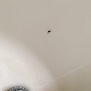 Sheraton Great Valley Hotel - Nasty flat in the bath tub. - Hotels Near Me - Frazer, Pennsylvania Sheraton Great Valley Hotel - Nasty flat in the bath tub. - Hotels Near Me - Frazer, Pennsylvania