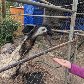 Uncle Sandy's Macaw Bird Park - Feeding the emu. - Animal Shelters Near Me - Pensacola, Florida Uncle Sandy's Macaw Bird Park - Feeding the emu. - Animal Shelters Near Me - Pensacola, Florida