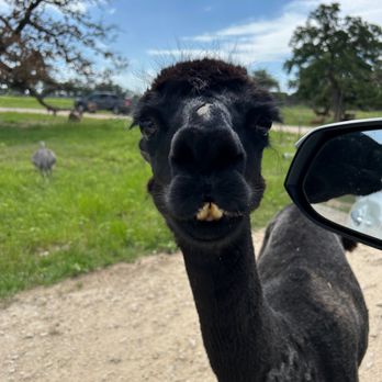 Aggieland Safari - Zoos Near Me - Bryan, Texas