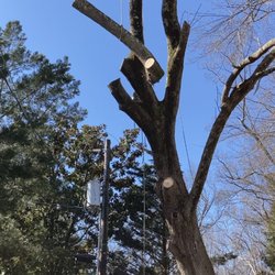 Nain Tree Service and Home Improvement - Cutting tree down
