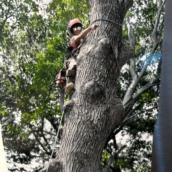 Koschel’s Tree Care - Tree Services Near Me Koschel’s Tree Care - Tree Services Near Me