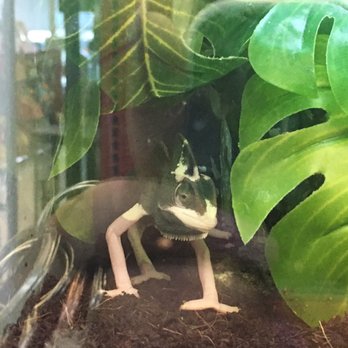Petco - Pet Training Near Me - Cheyenne, Wyoming