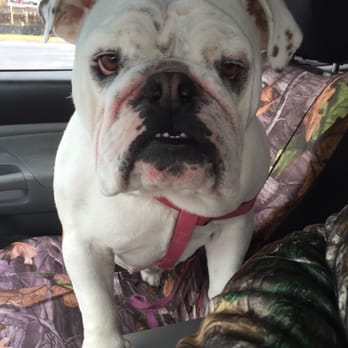 The Pet Doctor - Veterinarians Near Me - Myrtle Beach, South Carolina