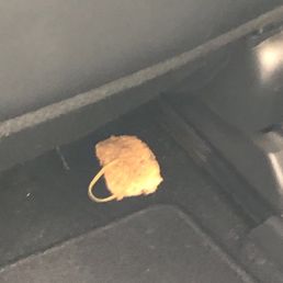 A gross moldy hash brown in my rental A gross moldy hash brown in my rental