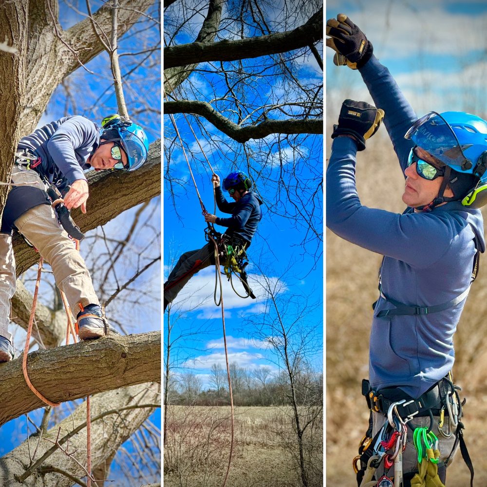 Treeward - tree service in Marysville, OH