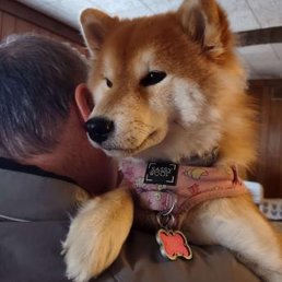 My Shiba inu being held