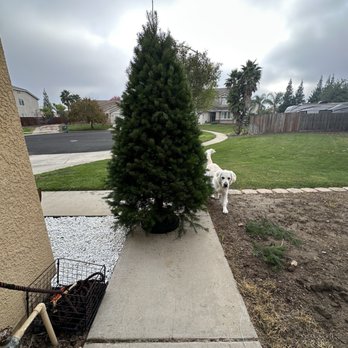 Costco - Fresh 8 ft tree from costico only $46 - Wholesale Stores Near Me - Linda, California Costco - Fresh 8 ft tree from costico only $46 - Wholesale Stores Near Me - Linda, California