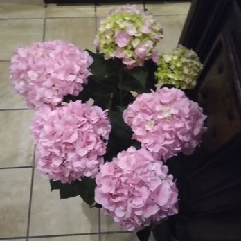 Oaxaca Mexican Cuisine - Hydrangeas - Mexican Near Me - Weatherford, Texas Oaxaca Mexican Cuisine - Hydrangeas - Mexican Near Me - Weatherford, Texas