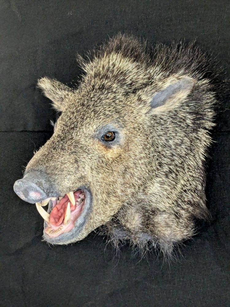 Taxidermy Guy - taxidermy in Guatay, CA