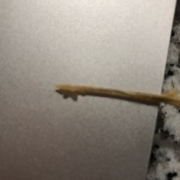 Man why was this in my "chicken"? A fully formed bone that doesn't come from chicken