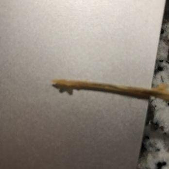 Hans - Man why was this in my "chicken"? A fully formed bone that doesn't come from chicken - Chinese Near Me - Atlanta, Georgia