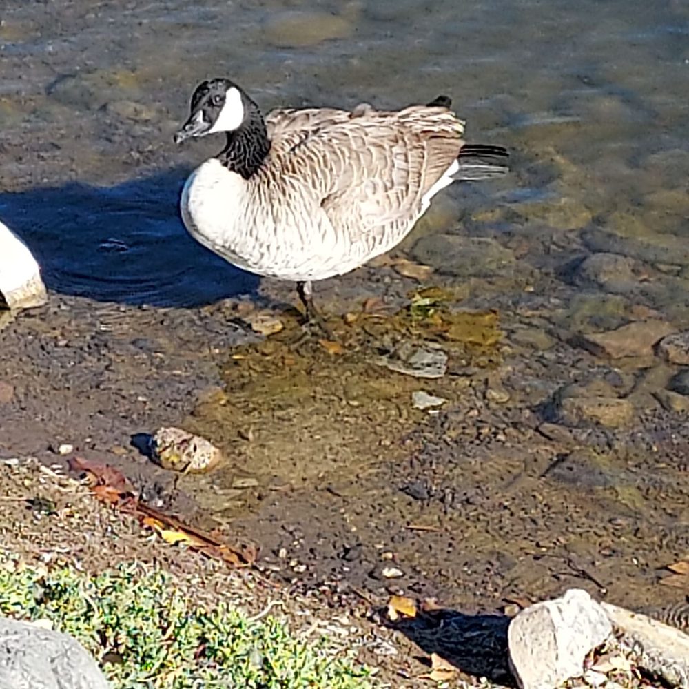 Cornerstone Park - Goose - Lakes Near Me - Henderson, Nevada