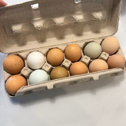 Back Forty Farms - More of the best eggs EVER